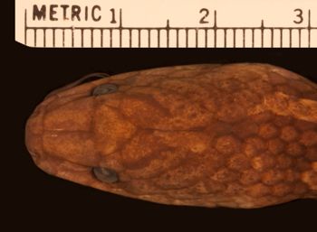 Media type: image;   Herpetology R-53220